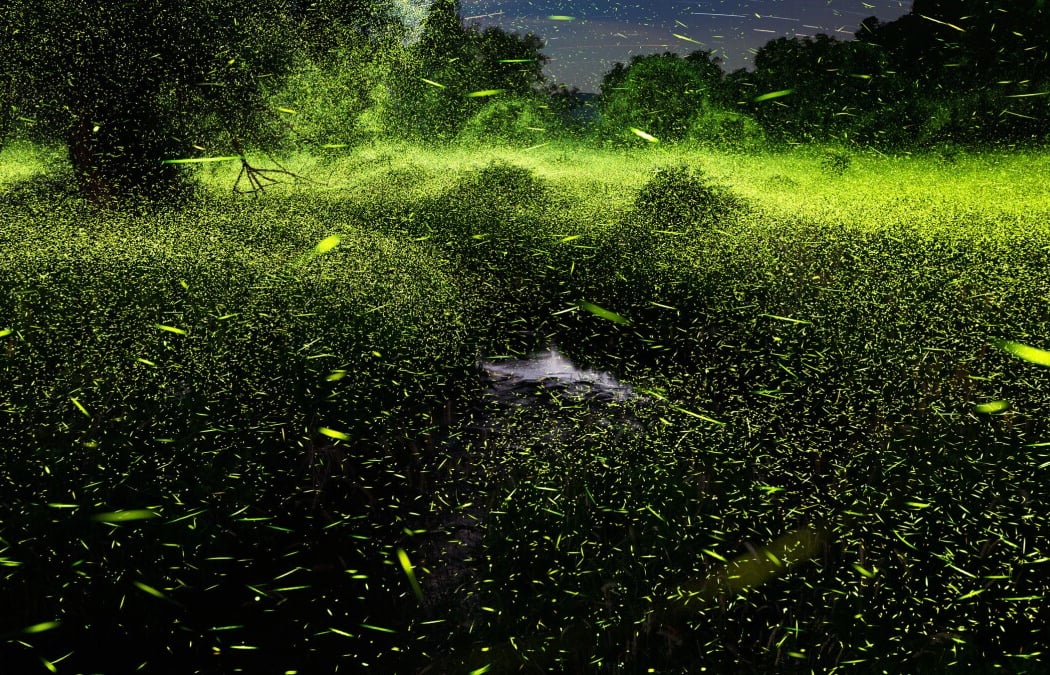 Firefly Frenzy! 3